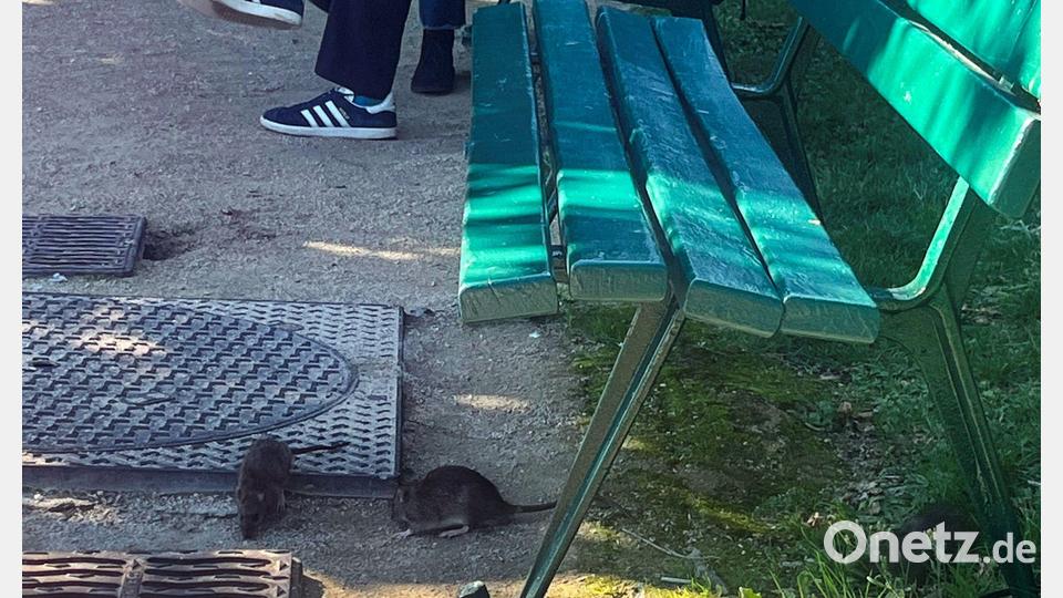 Vielerorts in Paris gehören Ratten praktisch zum Stadtbild. Bild: Nilufar Evers/dpa