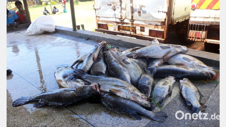 Mittelgroße Nilbarsche aus dem Viktoriasee. (Archivbild) Bild: picture alliance / dpa