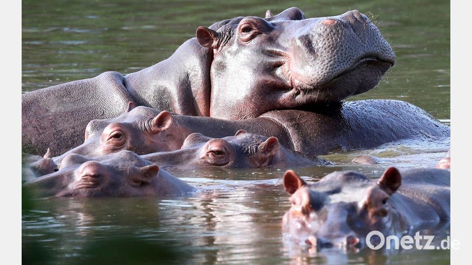 Flusspferde schwimmen im ehemaligen Privatanwesen des Drogenbarons Pablo Escobar. (Archivbild) Bild: Fernando Vergara/AP