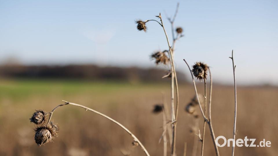 Ein Blühstreifen am Rande eines Feldes. Er bietet Rebhühnern Brutplätze, Nahrung und Schutz vor Fressfeinden. Bild: David-Wolfgang Ebener/dpa
