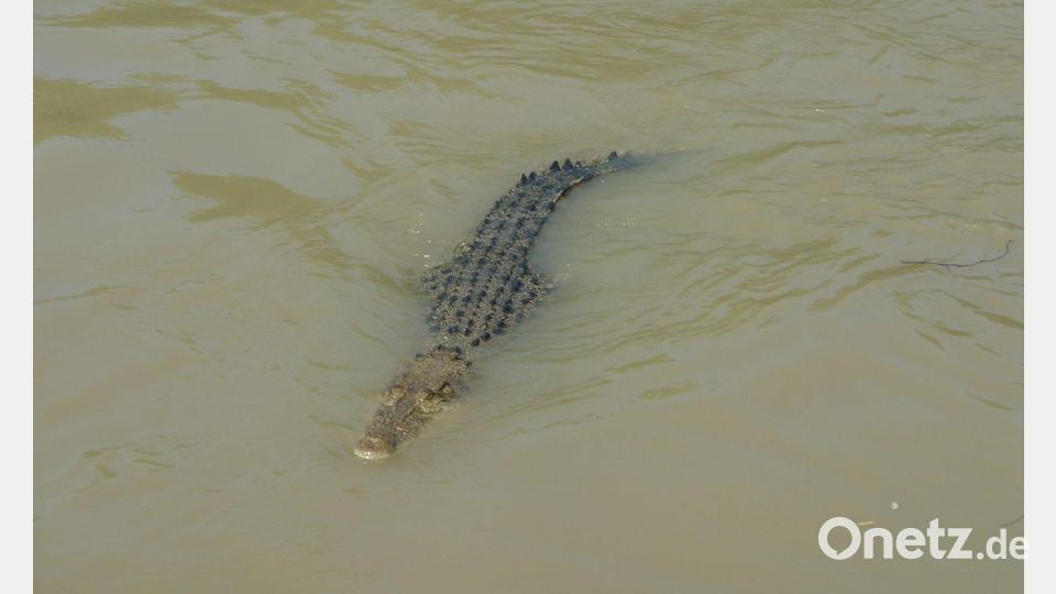 Unzählige Salzwasserkrokodile leben im Norden Australiens. (Archivbild) Bild: Carola Frentzen/dpa