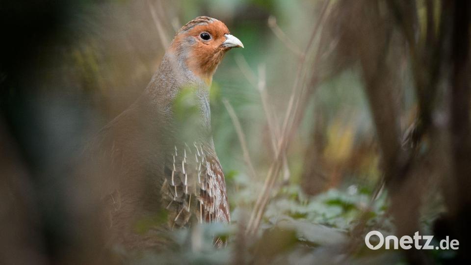 Ein Rebhuhn sitzt in einem Gehege des Zoologischen Gartens Wilhelma Bild: Sina Schuldt/dpa