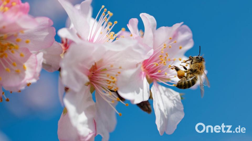 Summ, summ, summ: Eine Biene fliegt zur Blüte eines Mandelbaums in Rheinland-Pfalz. Bild: Uwe Anspach/dpa