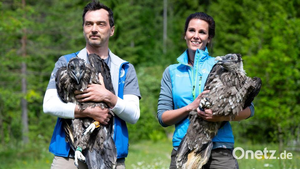 Die jungen Bartgeier können anfangs noch nicht fliegen. (Archivbild) Bild: Sven Hoppe/dpa