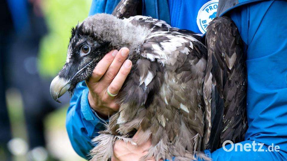 Als Recka ausgewildert wurde, war sie noch klein und konnte nicht fliegen. Jetzt hat sie schon einen Partner. (Archivbild) Bild: Sven Hoppe/dpa