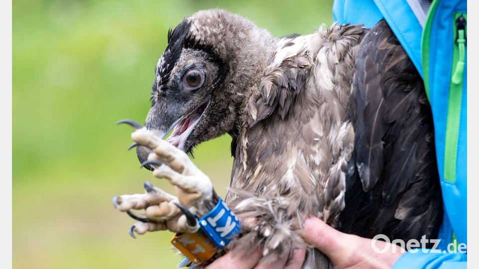 Nepomuk als kleiner Geier - er interessierte sich schon recht früh ein bisschen für Frauen - auch für Recka. (Archivbild) Bild: Sven Hoppe/dpa