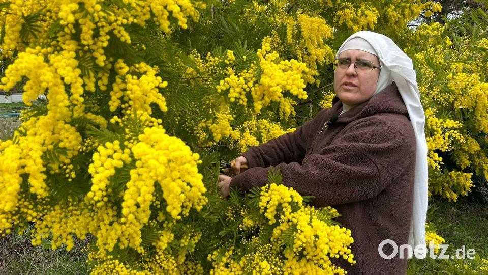 Schwester Paloma beklagt eine "Verfolgung" und bittet um Hilfe. (Handoutbild) Bild: ---/Francisco Canals/dpa