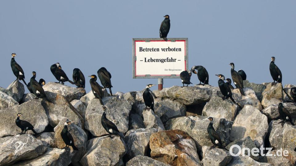 Kormorane stehen auf Steinen im Hafen von Barth am Bodden in Mecklenburg-Vorpommern. Bild: Bodo Marks/dpa