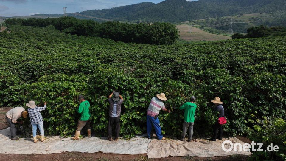 Heftiger Starkregen bedroht laut einer Studie zunehmend die Kaffeeproduktion im weltweit größten Anbauland Brasilien. (Archivbild) Bild: Andre Penner/AP/dpa