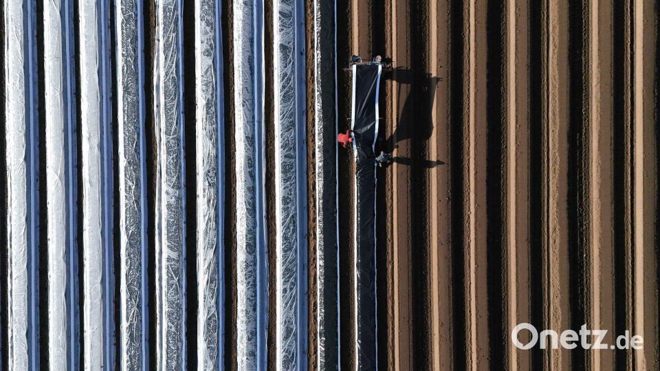 Von oben sieht harte Arbeit schöner aus: Erntehelfer bringen auf einem Spargelfeld in Sachsen-Anhalt Thermofolie aus (Aufnahme mit einer Drohne). Bild: Klaus-Dietmar Gabbert/dpa