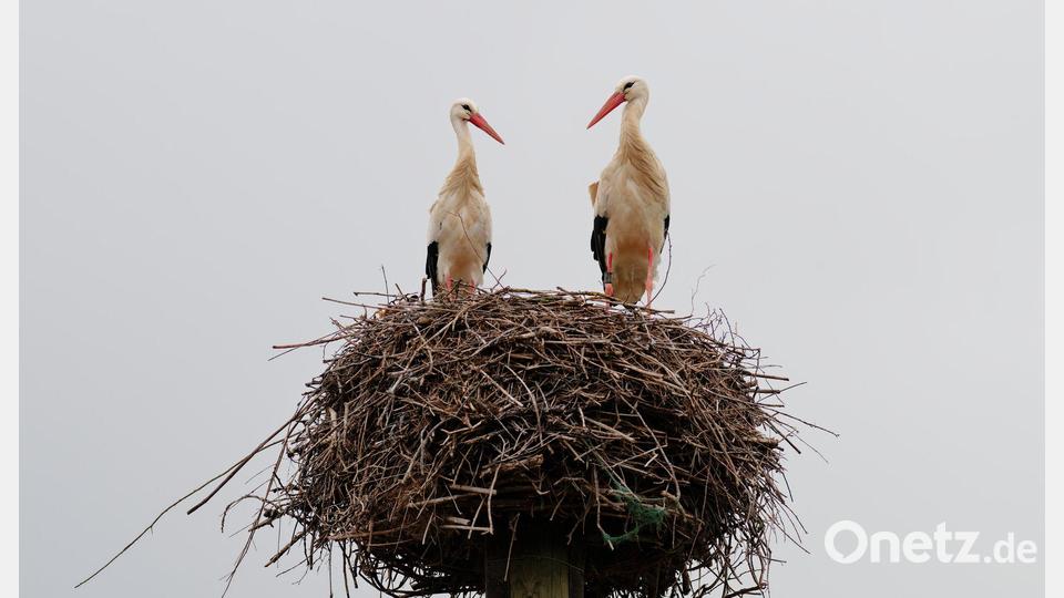 Störche stehen in ihrem Nest in Baden-Württemberg. Bild: Uwe Anspach/dpa
