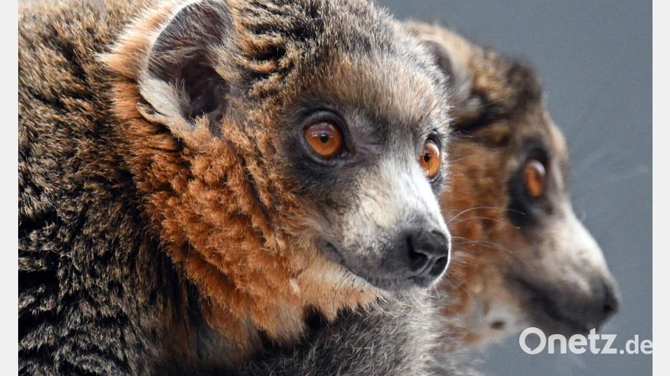 Diese zwei Mongozmaki-Männchen sollen jetzt im Kölner Zoo für Nachwuchs bei der vom Aussterben bedrohten Primatenart sorgen. Bild: Federico Gambarini/dpa