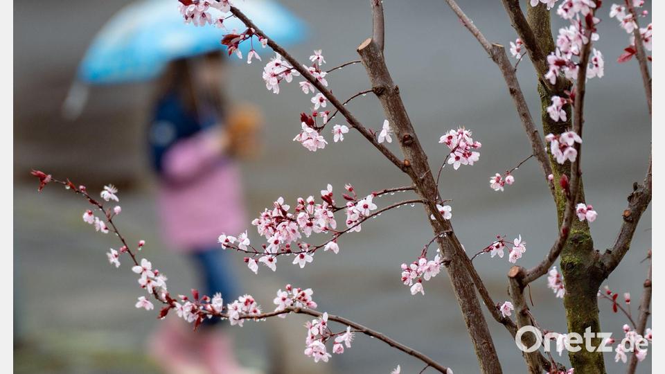 Erste Blüten sind an einem Kirschbaum zu sehen. Während die ersten Pflanzen ihre Blüten zeigen, bringt das Wochenende in Nordrhein-Westfalen Regen. Bild: Benjamin Westhoff/dpa