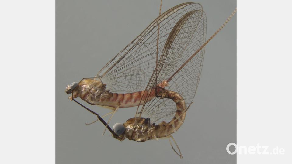 Akrobotisch unterwegs: die Eintagsfliege beim Paarungsritual. Bild: -/Naturkundemuseum Stuttgart/dpa