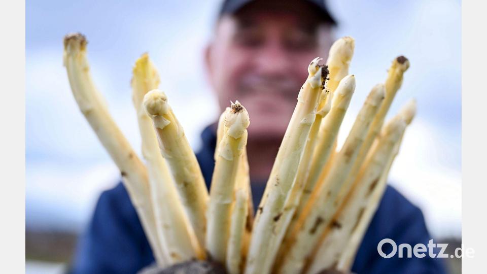 Spargelbauer Stefan S. zeigt auf einem seiner Felder frisch gestochenen Spargel. Bild: Uli Deck/dpa