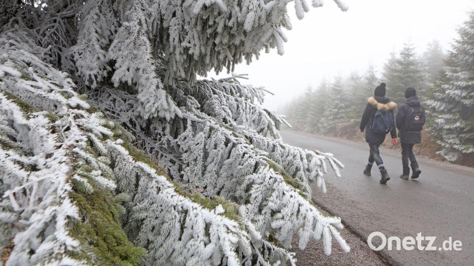 Reifbedeckt sind die Zweige einer Fichte auf dem Brocken. Bild: Matthias Bein/dpa