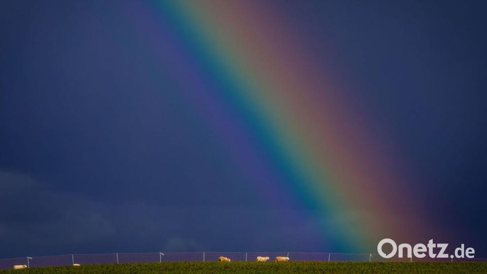 Schafe am Ende des Regenbogens. Bild: Jens Büttner/dpa