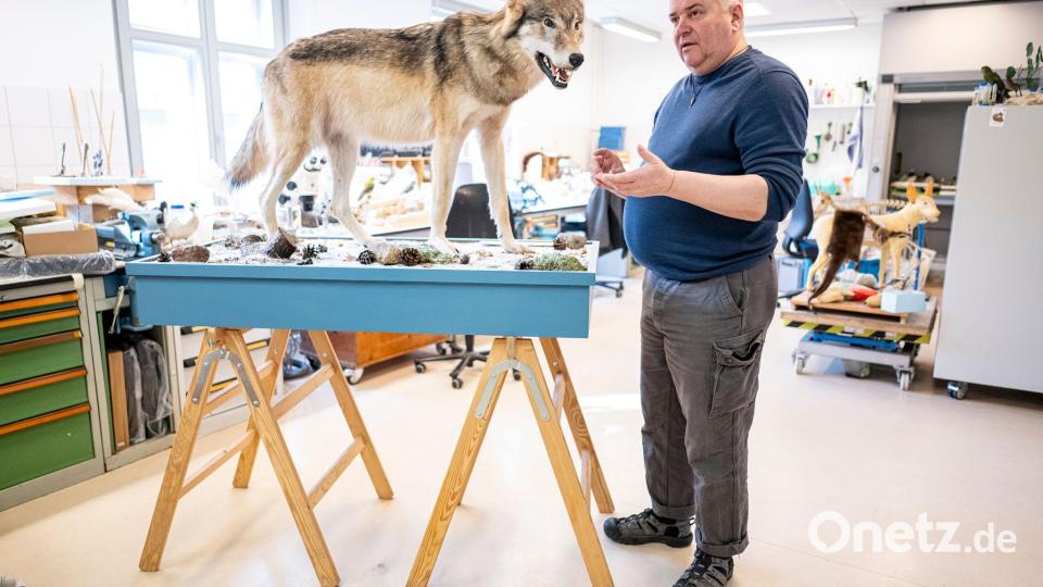 Etwa eine Woche braucht Christian Blumenstein im Naturkundemuseum in Potsdam für die Präparation eines toten Wolfs. Bild: Fabian Sommer/dpa