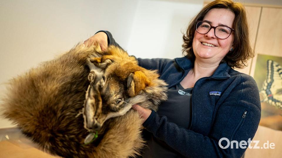 Was von einem überfahrenen Wolf übrig blieb: Ina Pokorny aus dem Naturkundemuseum zeigt ein präpariertes Wolfsfell aus der Sammlung. Bild: Fabian Sommer/dpa