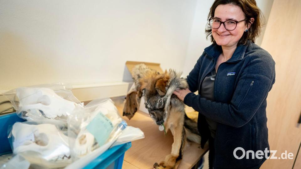 Im Naturkundemuseum werden die Teile einer großen Wolfs-Sammlung in Kisten und Kartons verstaut. Bild: Fabian Sommer/dpa