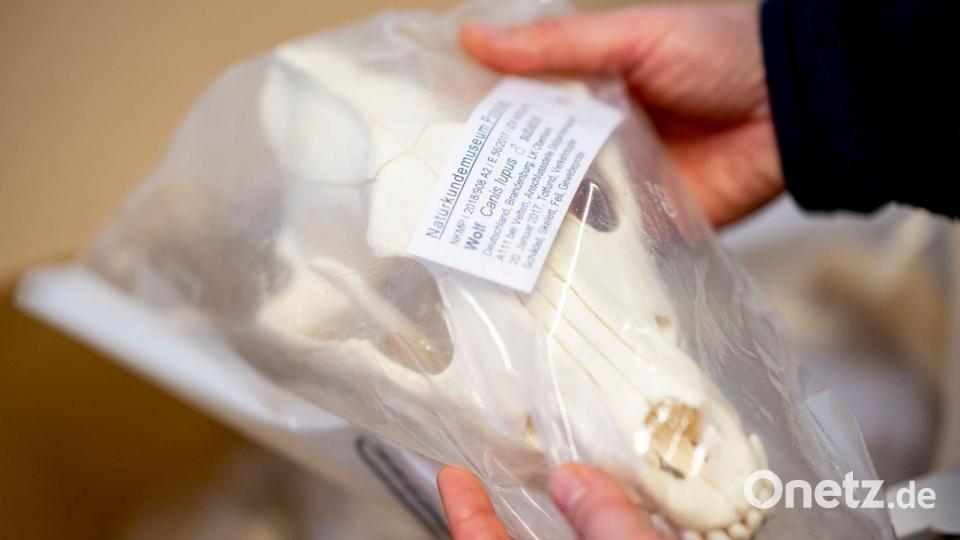 Wolfsschädel in Plastik verpackt - er gehört zur Sammlung im Naturkundemuseum Potsdam. Bild: Fabian Sommer/dpa