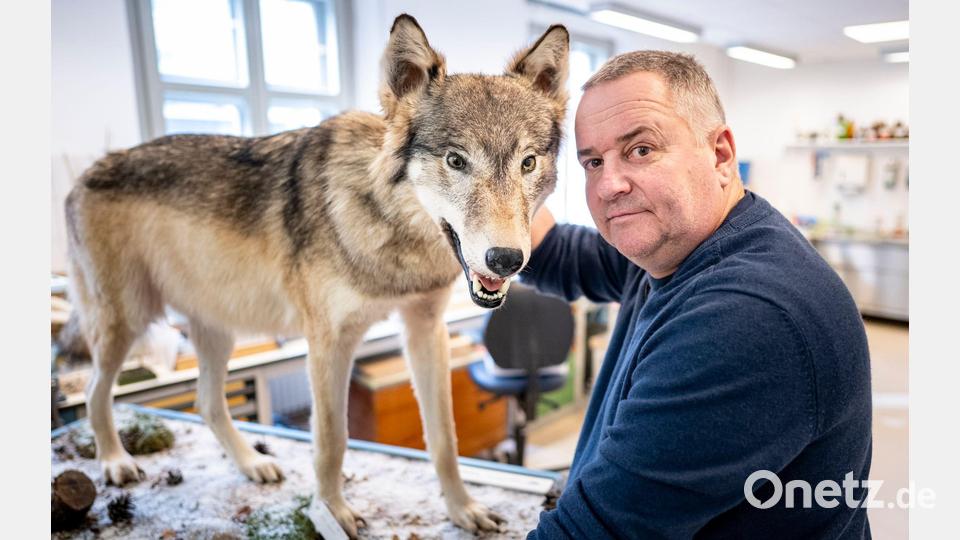 Tierpräparator Christian Blumenstein mit Wölfin „Bella“. Bild: Fabian Sommer/dpa