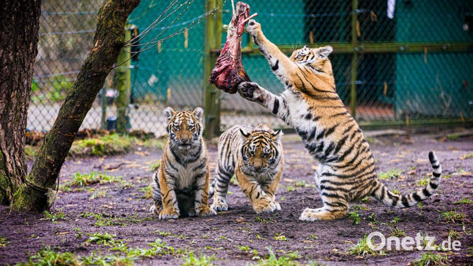 Serengeti-Park stellt Tiger-Nachwuchs vor Bild: Moritz Frankenberg/dpa