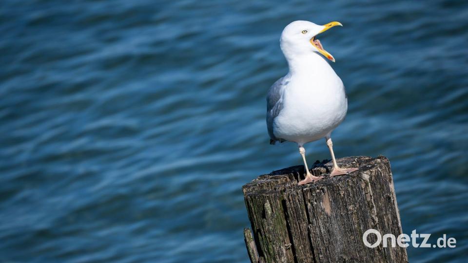 Sonne satt an der Ostsee: Möwe genießt mildes Frühlingswetter in MV Bild: Philip Dulian/dpa
