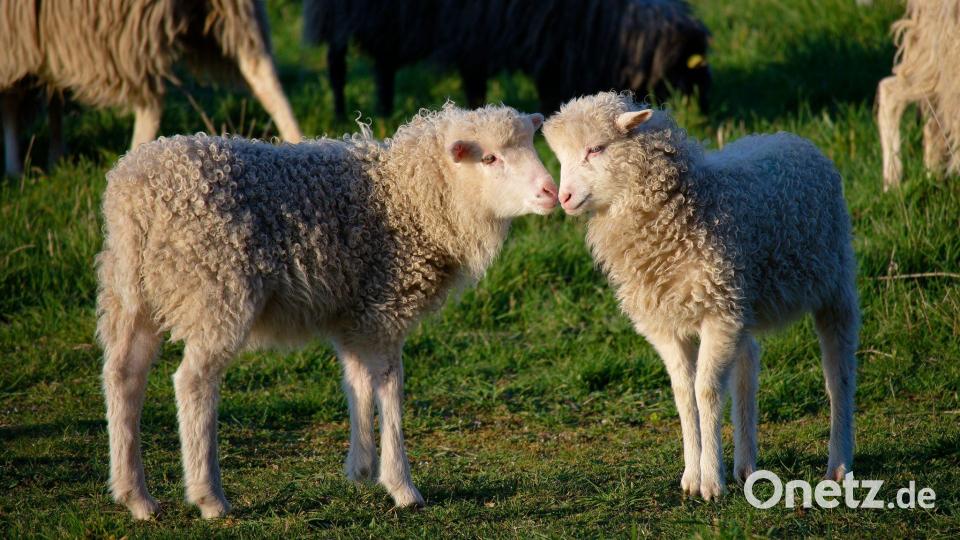Zwei kleine Lämmer stehen bei Sonnenschein auf einer Wiese in Köln. Bild: Henning Kaiser/dpa