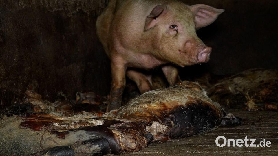 Der Schweinemastbetrieb hat seit Jahresbeginn einen neuen Eigentümer und die Missstände wurden laut einer Mitteilung der Veterinärbehörden beendet. Bild: -/NGO Arge/dpa