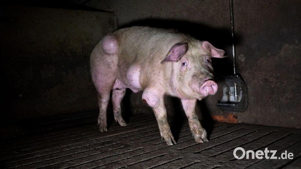 Die spanische Nichtregierungsorganisation Arge hat grausige Fotos aus einem Schweinemastbetrieb in der Provinz Teruel veröffentlicht und Anzeige gegen die Verantwortlichen erstattet. Bild: -/NGO Arge/dpa