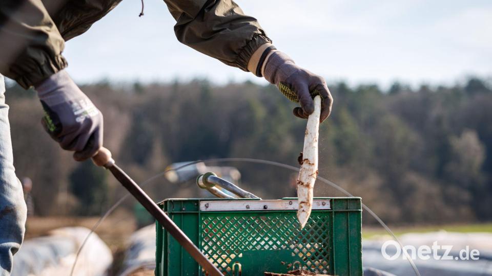 Die ersten bayerischen Spargelhöfe haben mit der Ernte begonnen. Bild: Daniel Karmann/dpa