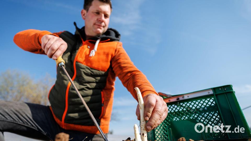 Spargelernte ist Handarbeit. Bild: Daniel Karmann/dpa