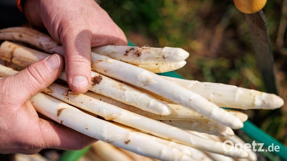 Die ersten bayerischen Spargelhöfe haben mit der Ernte begonnen. Bild: Daniel Karmann/dpa