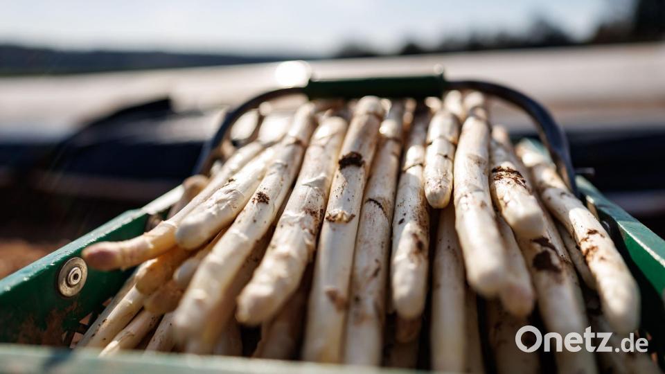 Erste Spargelernte Bild: Daniel Karmann/dpa