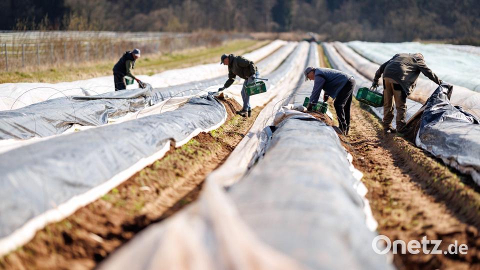 Die ersten bayerischen Spargelhöfe haben mit der Ernte begonnen. Bild: Daniel Karmann/dpa