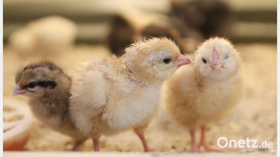 Sind das jetzt schon Osterküken, die in einer Schule in Sachsen-Anhalt in einer Käfigbox geschlüpft sind? Bild: Matthias Bein/dpa