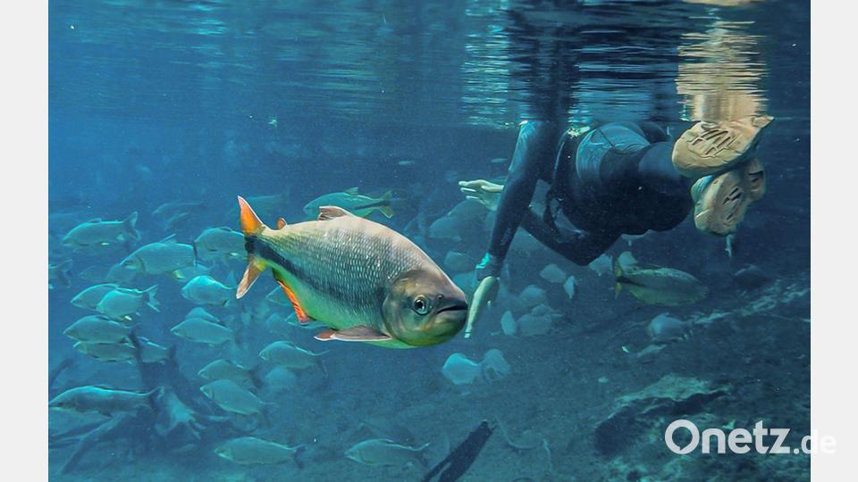 Naturparadies mit glasklarem Wasser: Fische schwimmen im „Rio da Prata Recanto Ecológica“ in Brasilien neben einem Taucher. Bild: Rafa Neddermeyer/Agencia Brazil/dpa
