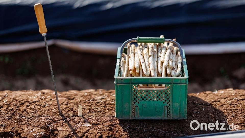 Die ersten bayerischen Spargelhöfe haben mit der Ernte begonnen. Bild: Daniel Karmann/dpa