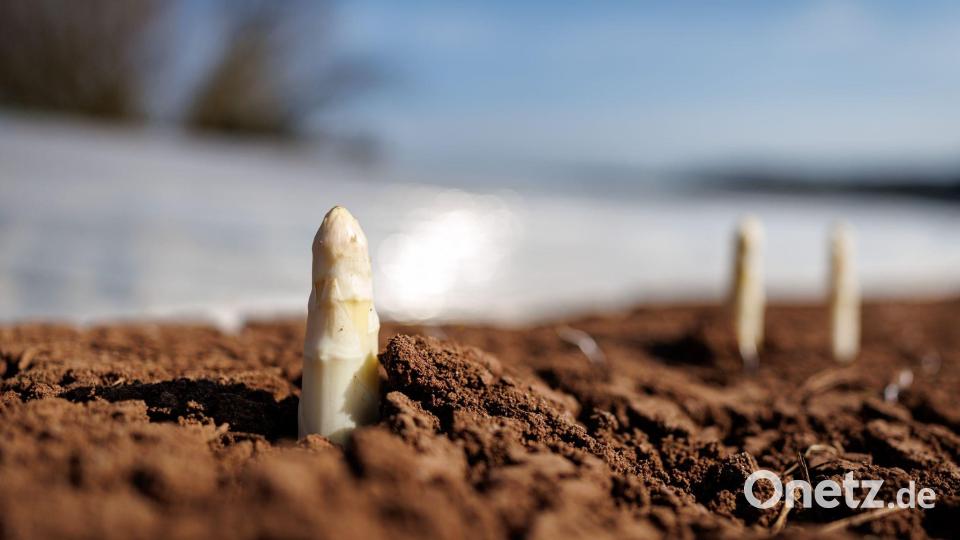 Die ersten bayerischen Spargelhöfe haben mit der Ernte begonnen. Bild: Daniel Karmann/dpa