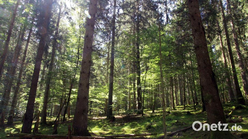 Im Nationalpark Hunsrück-Hochwald gibt es einen Mischwald aus Fichten und alten Buchen. (Archivfoto) Bild: Bernd F. Meier/dpa-tmn