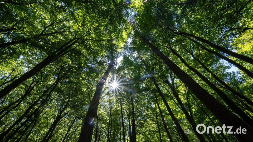 In einem Mischwald kommen mehrere Baumarten gemeinsam vor. (Archivfoto) Bild: Monika Skolimowska/dpa