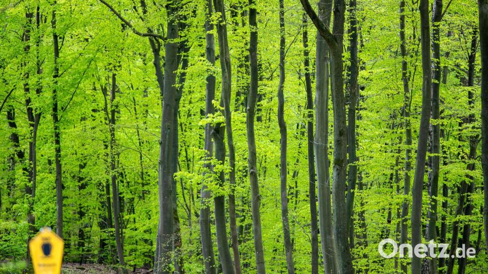 Durch den Klimawandel kommen selbst Buchen an ihre Grenzen. (Archivfoto) Bild: Jens Büttner/dpa-Zentralbild/dpa