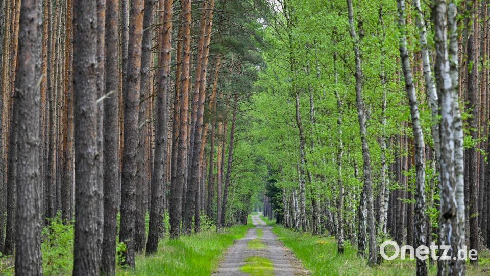 Wo Kiefern auf Birken treffen: Diese Allee verläuft im Wald bei Jacobsdorf in Brandenburg. (Archivfoto) Bild: Patrick Pleul/dpa