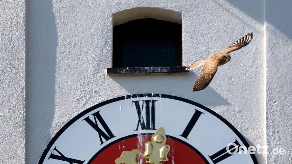 Turmfalke fliegt über Kirchturmuhr der Sankt Cosmas Kirche in Kaufbeuren. Bild: Karl-Josef Hildenbrand/dpa