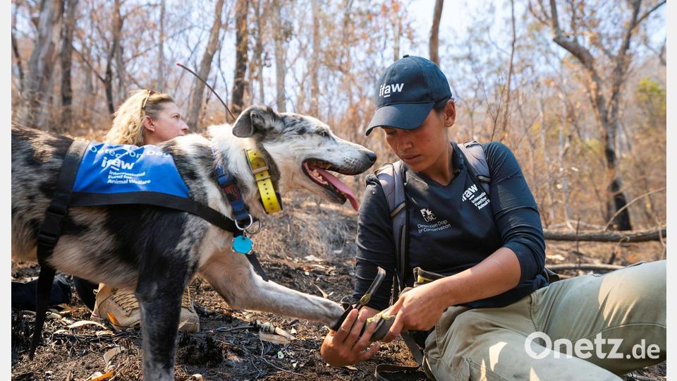 Auch Hunde brauchen bei der Arbeit Schutzkleidung: Bear arbeitete oft mit Hundestiefeln, um seine Pfoten zu schützen. (Archivbild) Bild: Tyson Mayr/IFAW/dpa