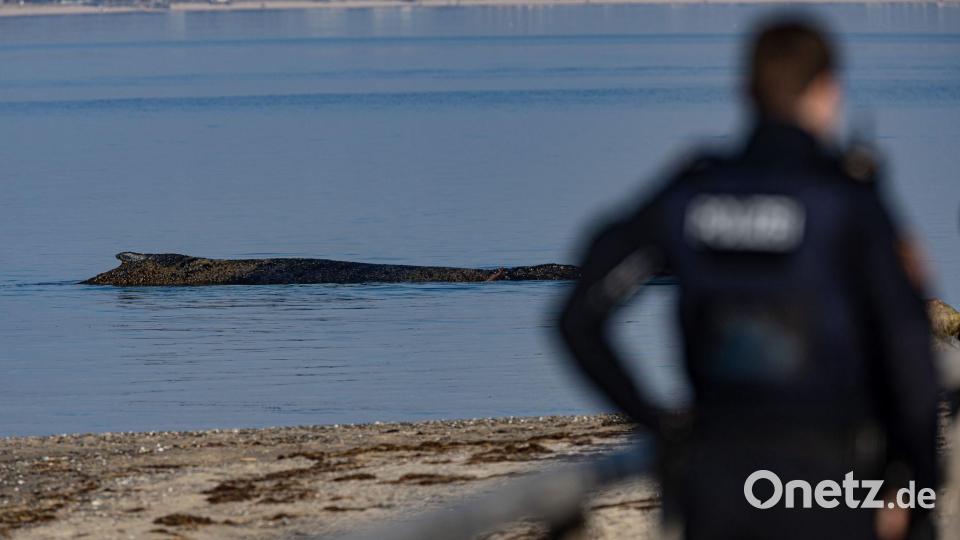 Das Tier wurde in der Nacht zum Montag laut Polizei im Wasser vor dem Ortsteil Niendorf in Timmendorfer Strand entdeckt. Bild: Ulrich Perrey/dpa
