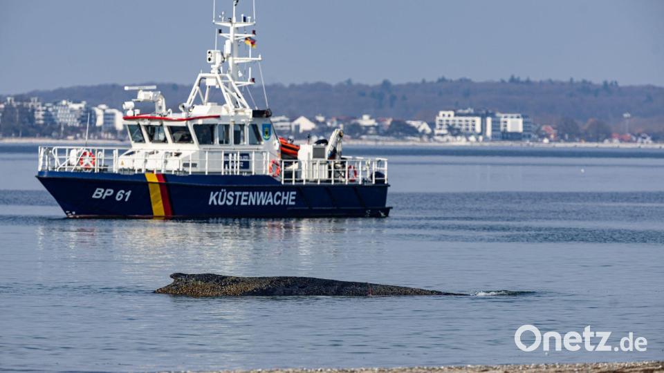 Die Rettung des großen Wals ist laut Experten nicht leicht - es könne auch sein, dass das Tier trotz Rettung wieder strande oder verende. Bild: Ulrich Perrey/dpa