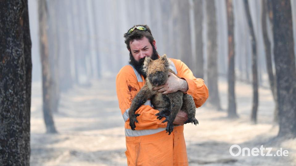Zehntausende Koalas wurden bei den Waldbränden in den Jahren 2019 und 2020 getötet oder verletzt. (Archivbild) Bild: David Mariuz/AAP/dpa