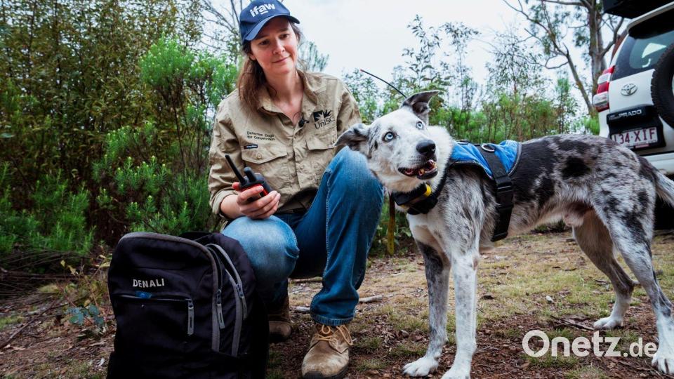 Der Australian Koolie namens Bear hat in seiner Spürhund-Laufbahn mehr als 100 in Not geratene Koalas aufgespürt. Romane Cristescu war eine seiner Hundeführerinnen. (Archivbild) Bild: Stacey Hedman/IFAW/dpa